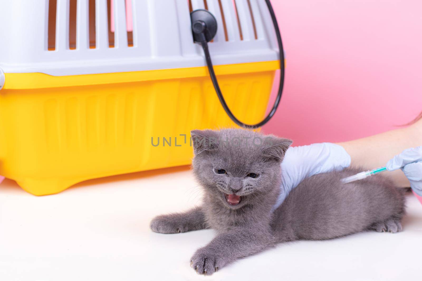 Cat at the reception of a veterinarian. Cat at the veterinary table. Veterinary Medicine Animal treatment. Pet Health An article about animals. Article about veterinary medicine. A gray cat lies on a table in the background carrying. British cat