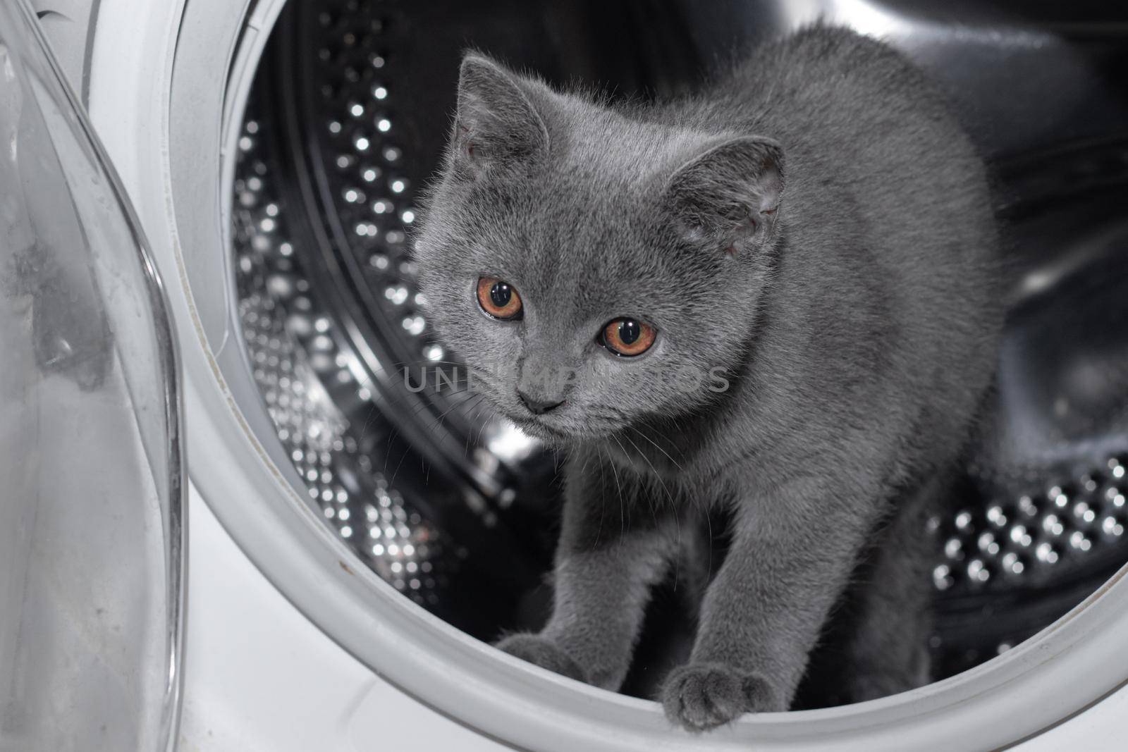 Cat in the washing machine . Washing machine. Pet. Drum machines . British kitten. Funny  Laundry