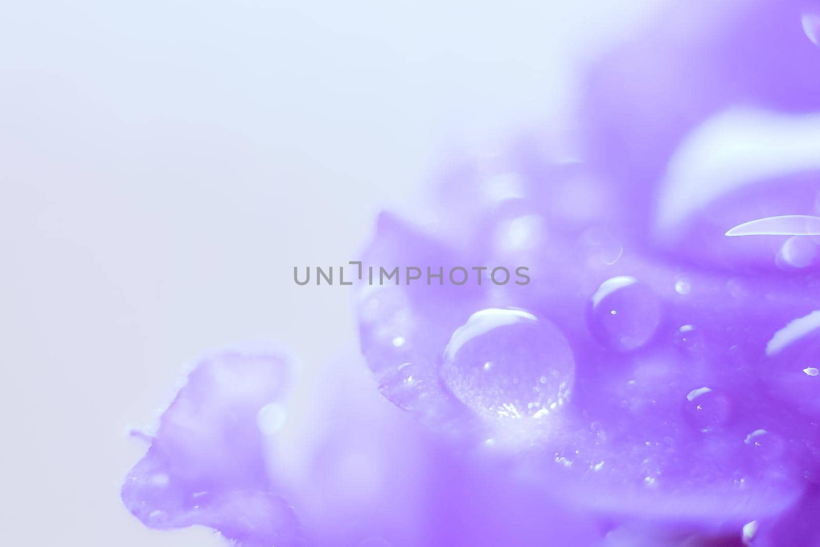 Water drops on a flower leaf . Violet. Home flower . perennial. Flowering