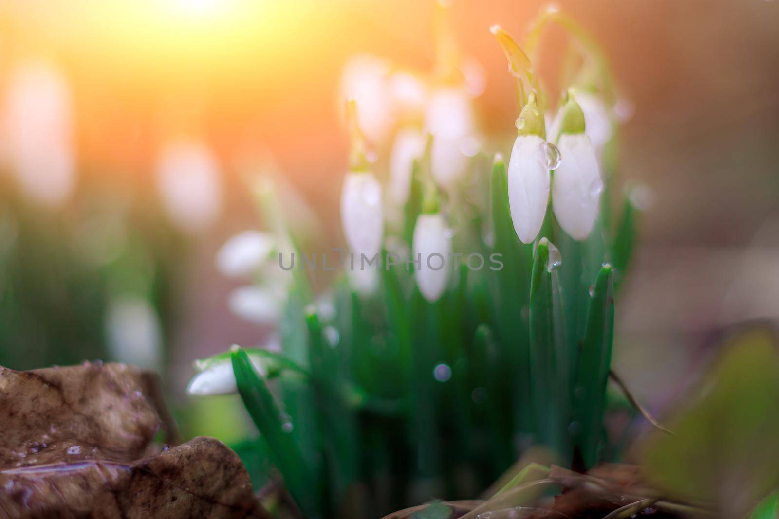 snowdrops. First spring flowers. Floral background. Flash in the photo. Water drops on the flower.
