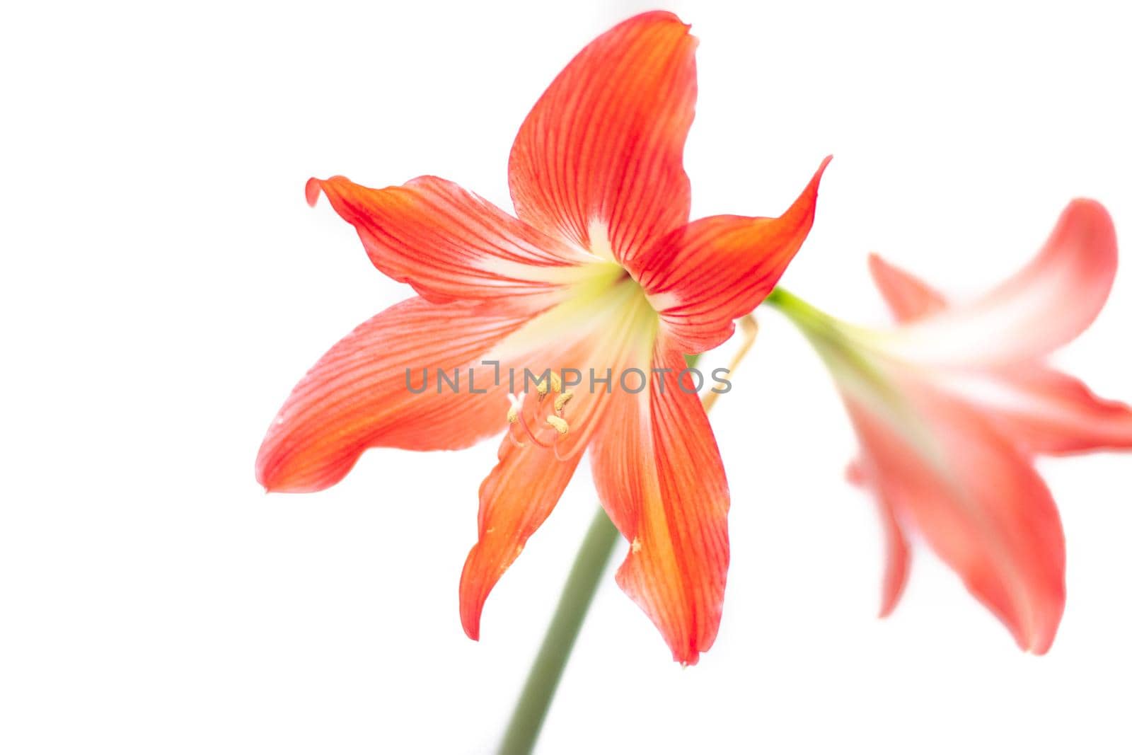 Hippeastrum red flower. Isolated flower on a white background. Home flower. Beautiful plant. Flowering
