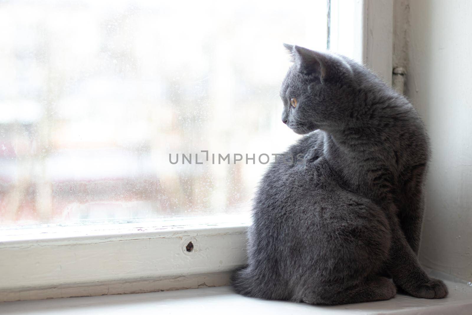 A British kitten is sits on the windowsill. Cute kitten. Magazine cover. Pet. Grey kitten. Rest. Kitten at the window.