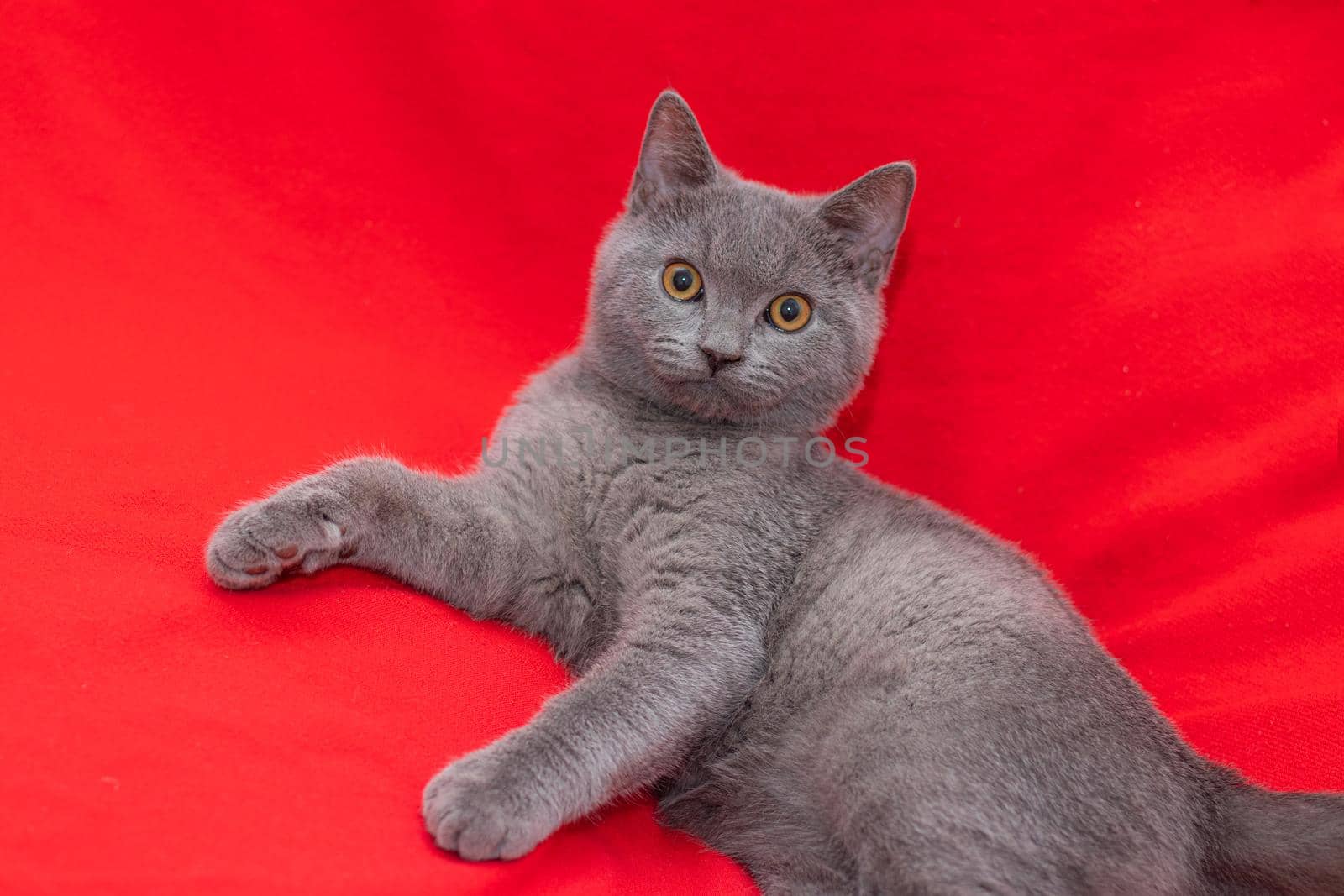 Grey smoky fluffy cat breed British looks at the camera on a red background.. The concept of Studio photography for articles and advertisements about Pets and caring for them . Pet