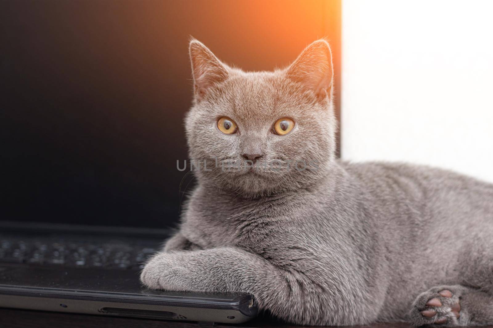 The cat is lying on the laptop . A pet. Working on a computer. Breed British. Concept of Studio shooting for articles and ads about the leisure of Pets.