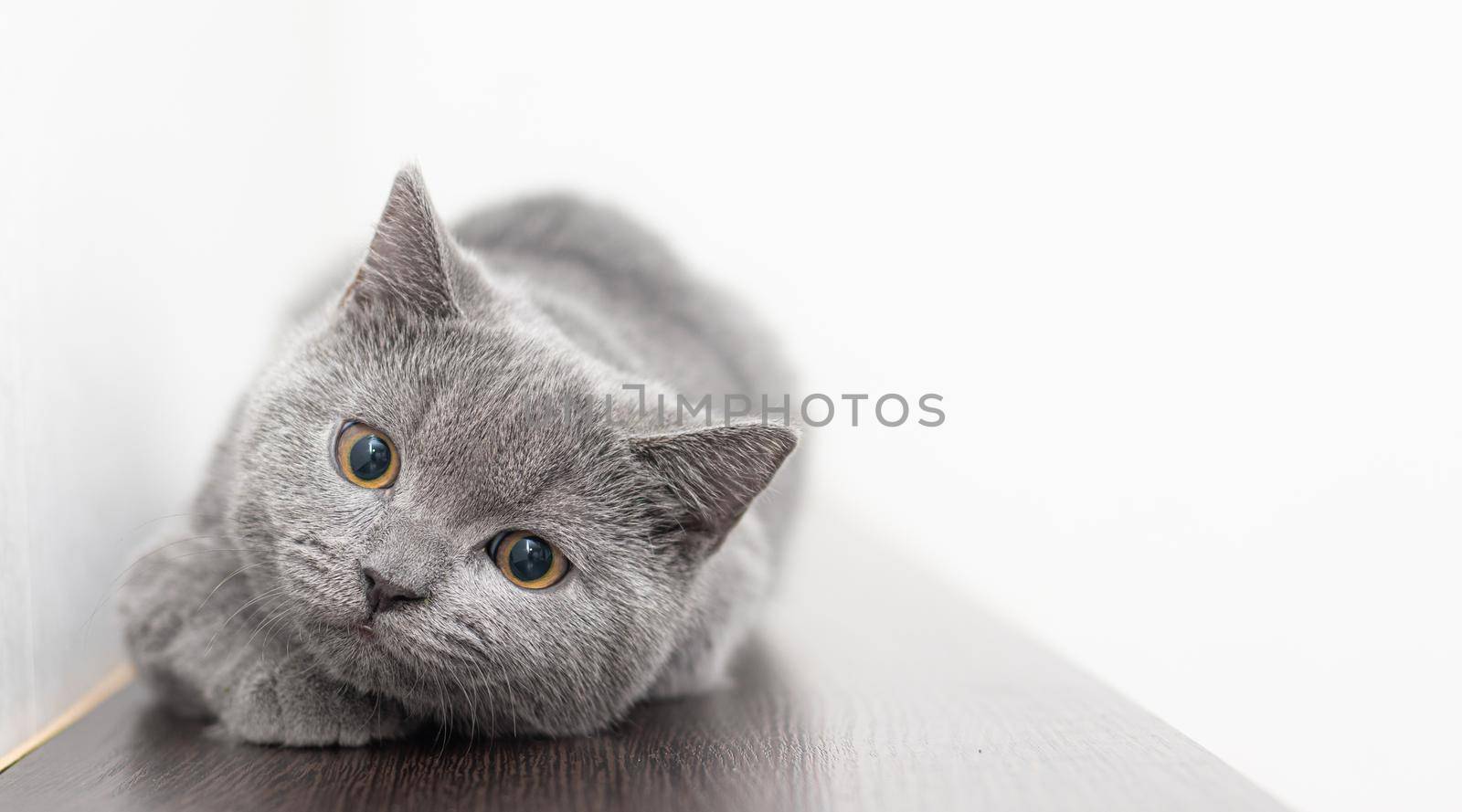 A grey smoky furry British cat looks at the camera on a white background with space for text. The concept of Studio photography for articles and advertisements about Pets and caring for them