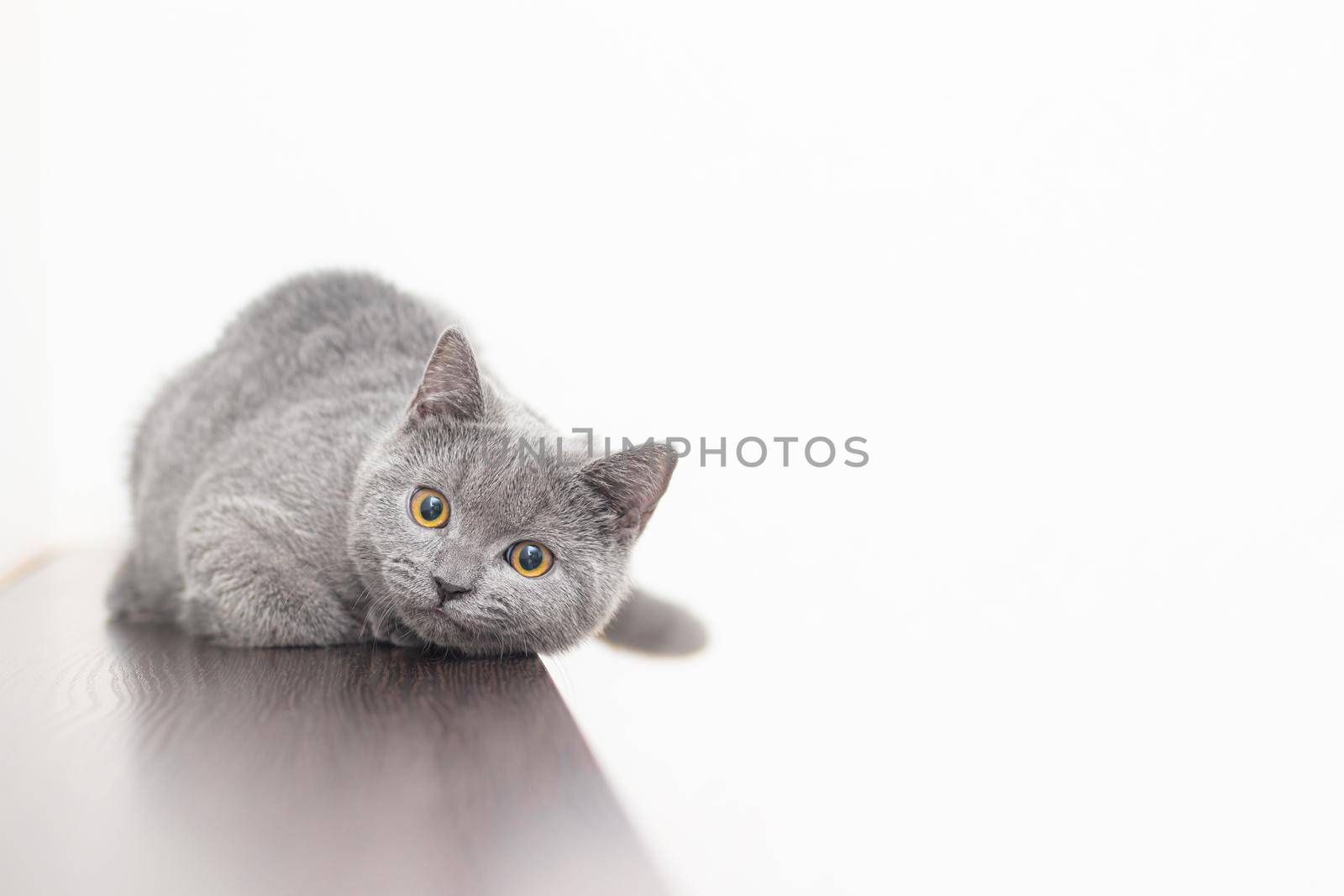 A grey smoky furry British cat looks at the camera on a white background with space for text. The concept of Studio photography for articles and advertisements about Pets and caring for them