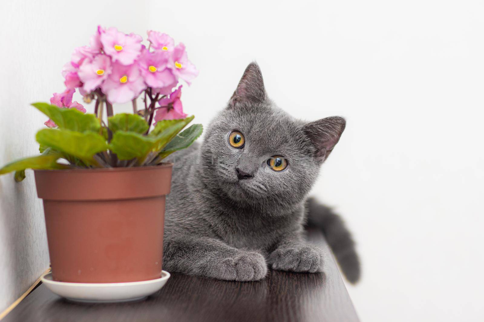 Cat and home flower in a pot . Nursling. Article about animals and home flowers. Harm of home flowers for cats. Grey British cat