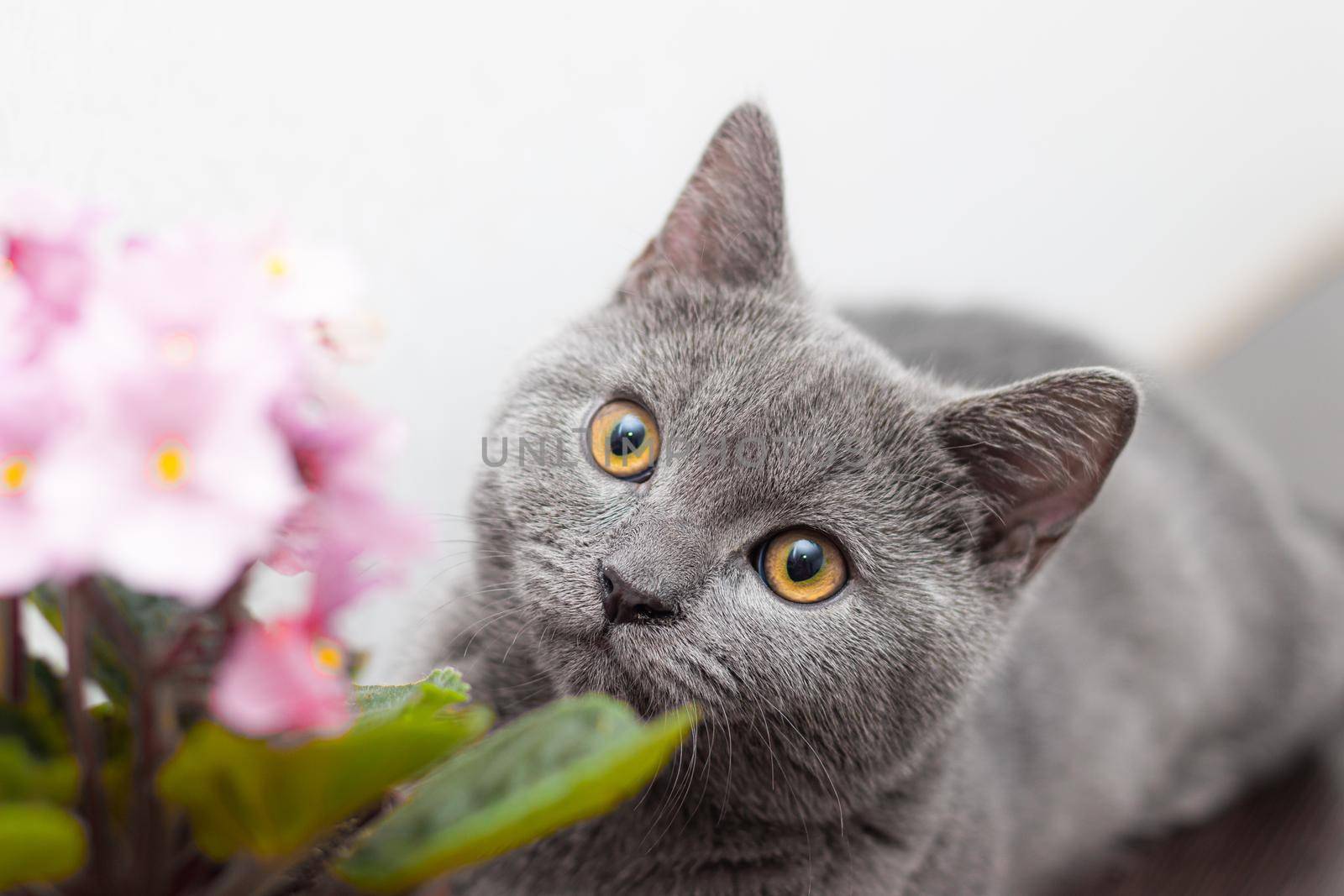 Cat and home flower in a pot . Nursling. Article about animals and home flowers. Harm of home flowers for cats. Grey British cat