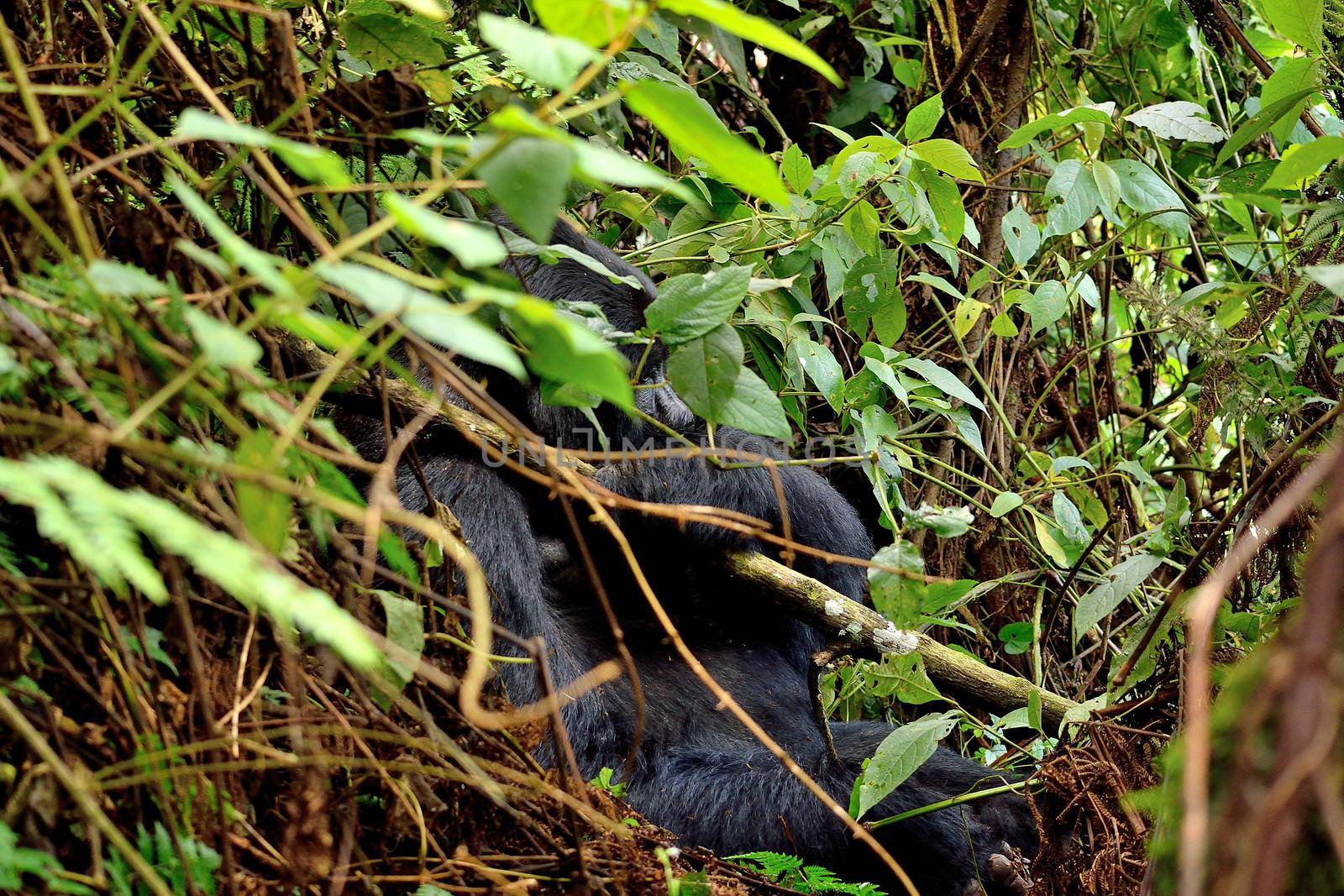 The huge silverback in Bwindi Impenetrable Forest, Uganda.