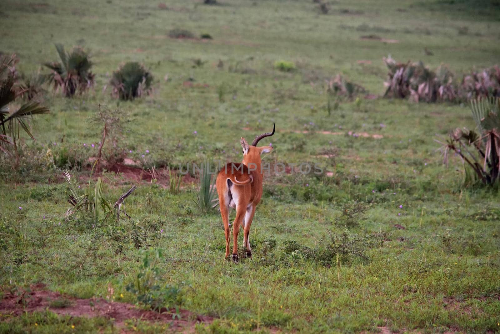 Ugandan antelope looking around in Murchison Falls NP, Uganda. by silentstock639