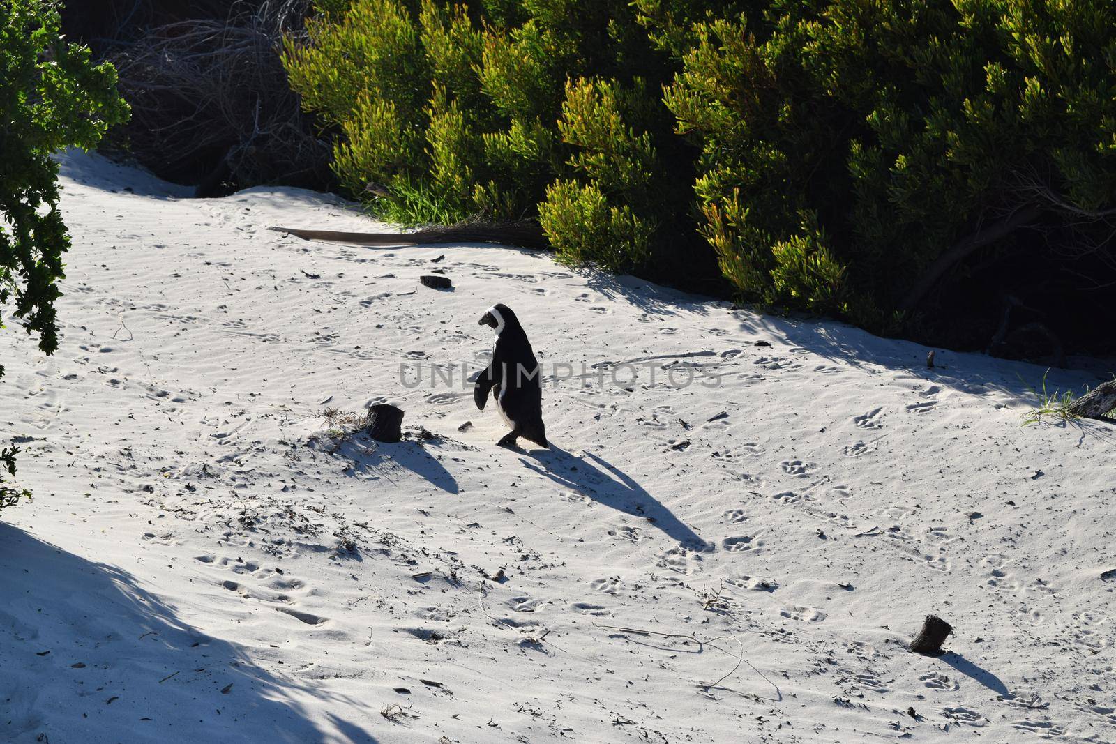 Adorable African penguins on Boulders beach, Cape Town by silentstock639