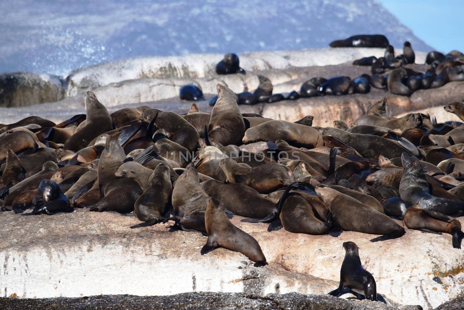 Group of sea lions on the rocks of Duiker Island by silentstock639