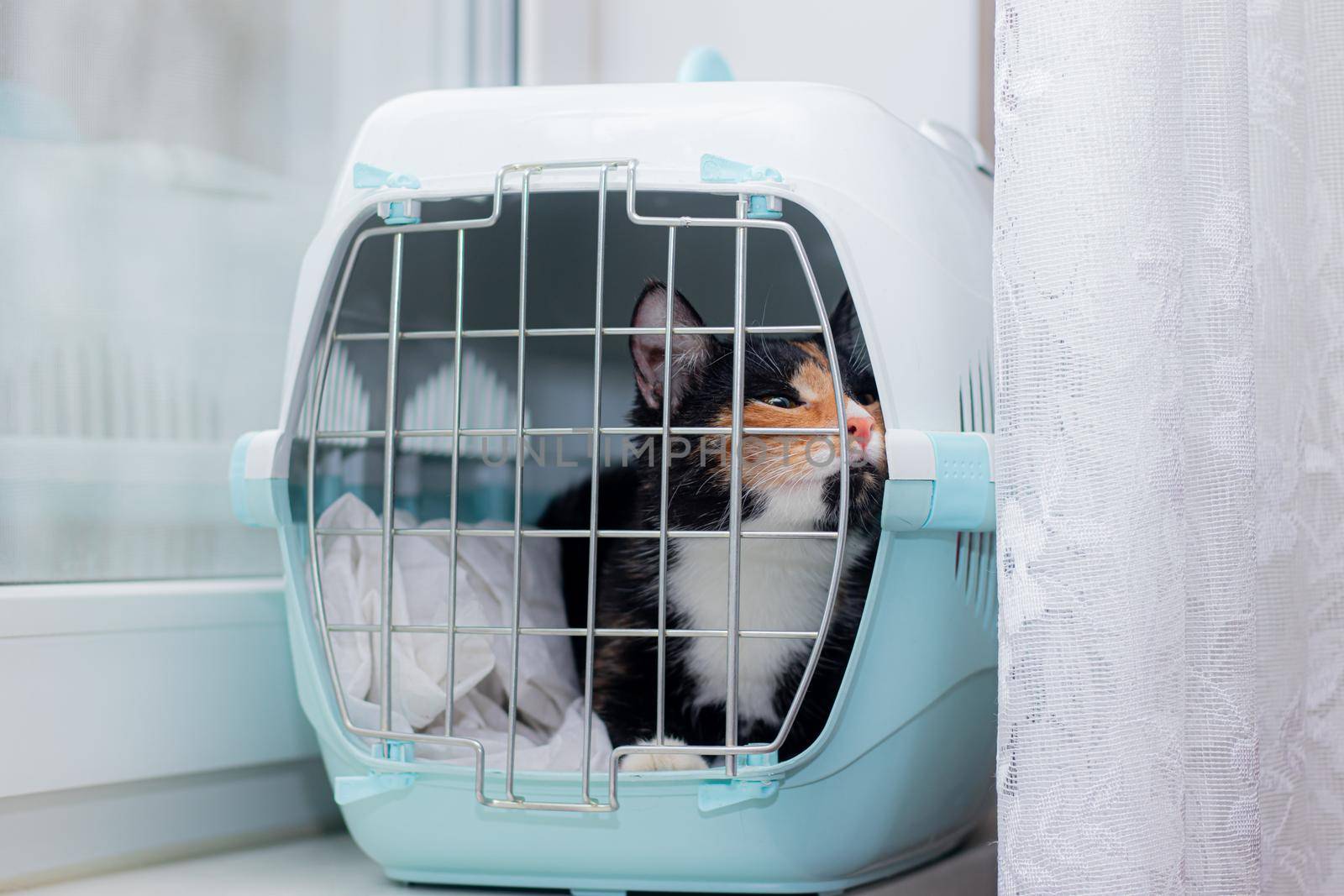 The cat sits in a carrier for animals . A pet. Transportation of animals. Article about animal transportation. Adult tortoiseshell cat. The safety of the pet