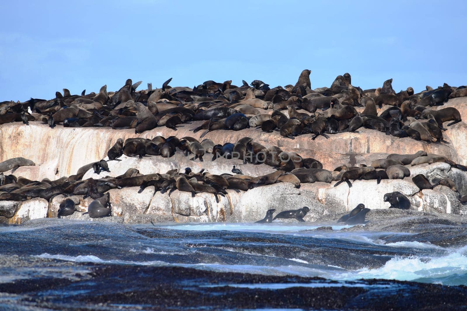 Group of sea lions on the rocks of Duiker Island, South Africa