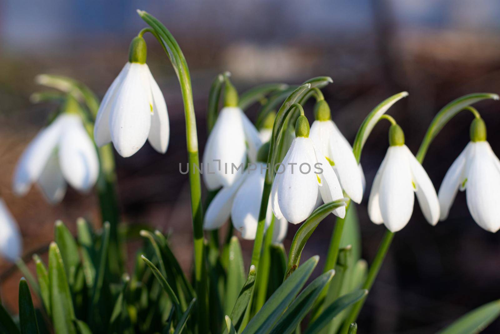 snowdrops. First spring flowers. Floral background. Flash in the photo. Water drops on the flower.