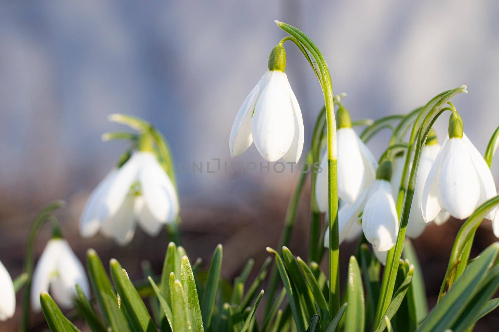 snowdrops. First spring flowers. Floral background. Flash in the photo. Water drops on the flower.