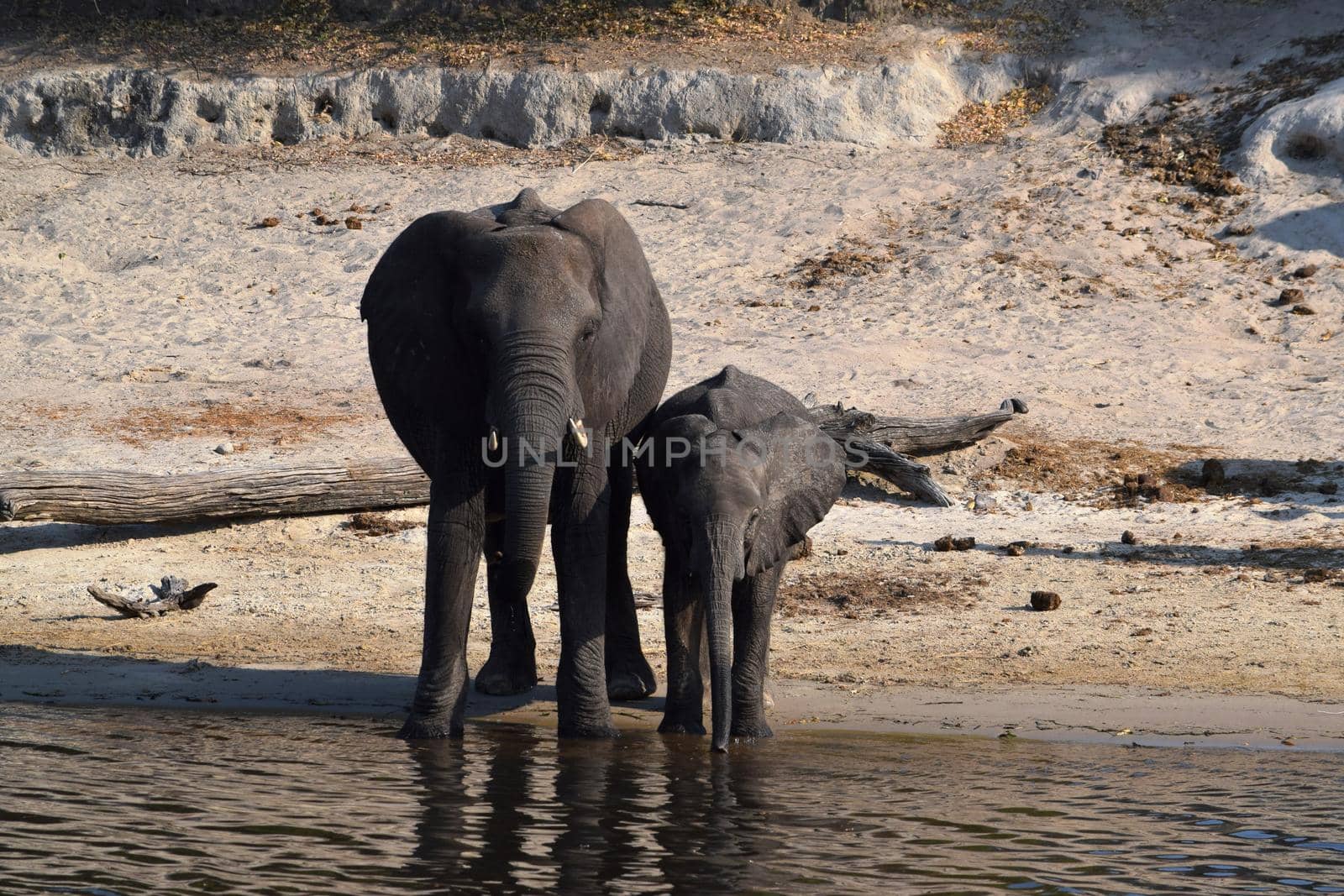 An elephant mom with her baby on the bank of the Chobe River, Botswana