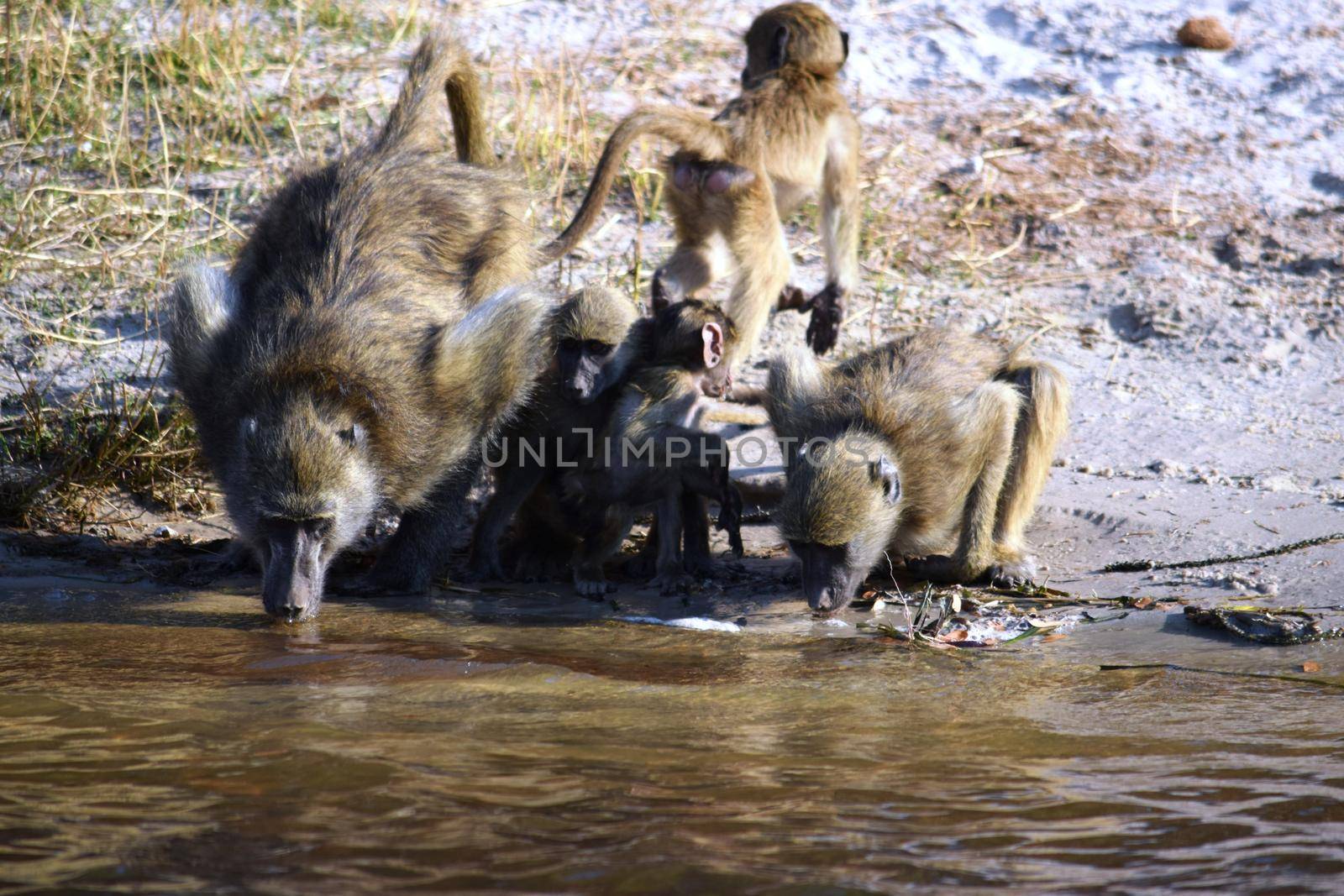 A group of baboons drinking water of Chobe river, Botswana