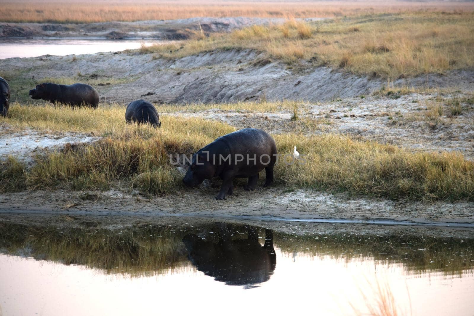 A huge hippopotamus reflected in the waters of the Chobe River by silentstock639