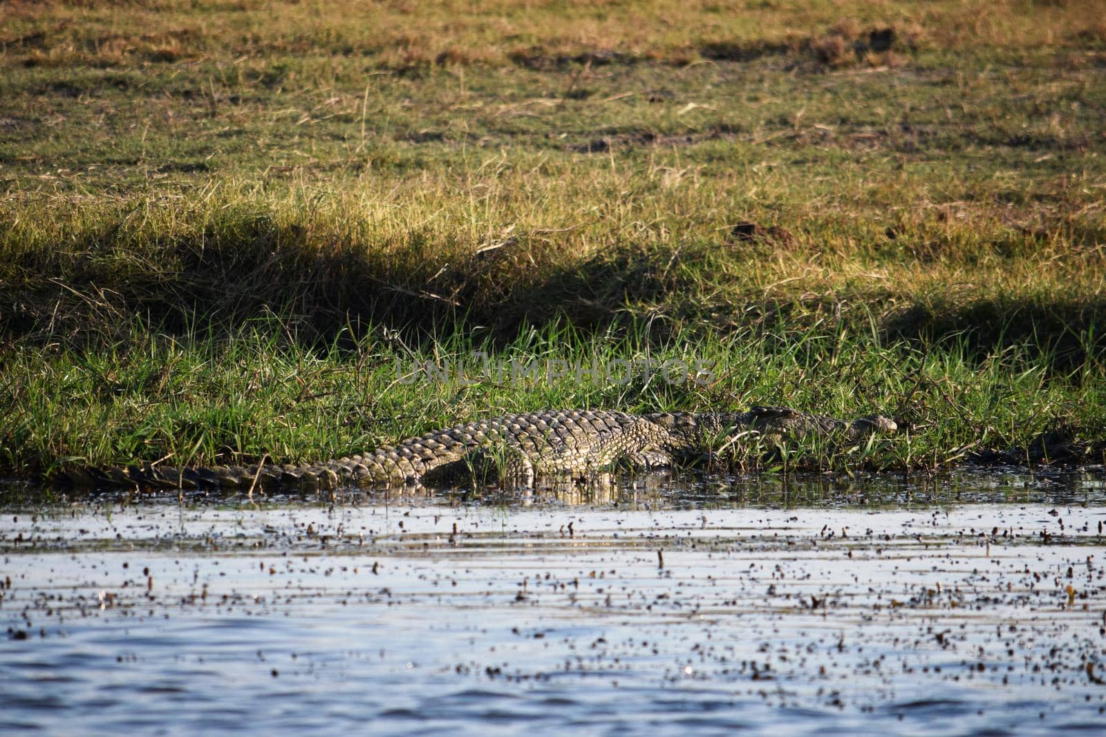 A huge crocodile on the Chobe river bank, Botswana