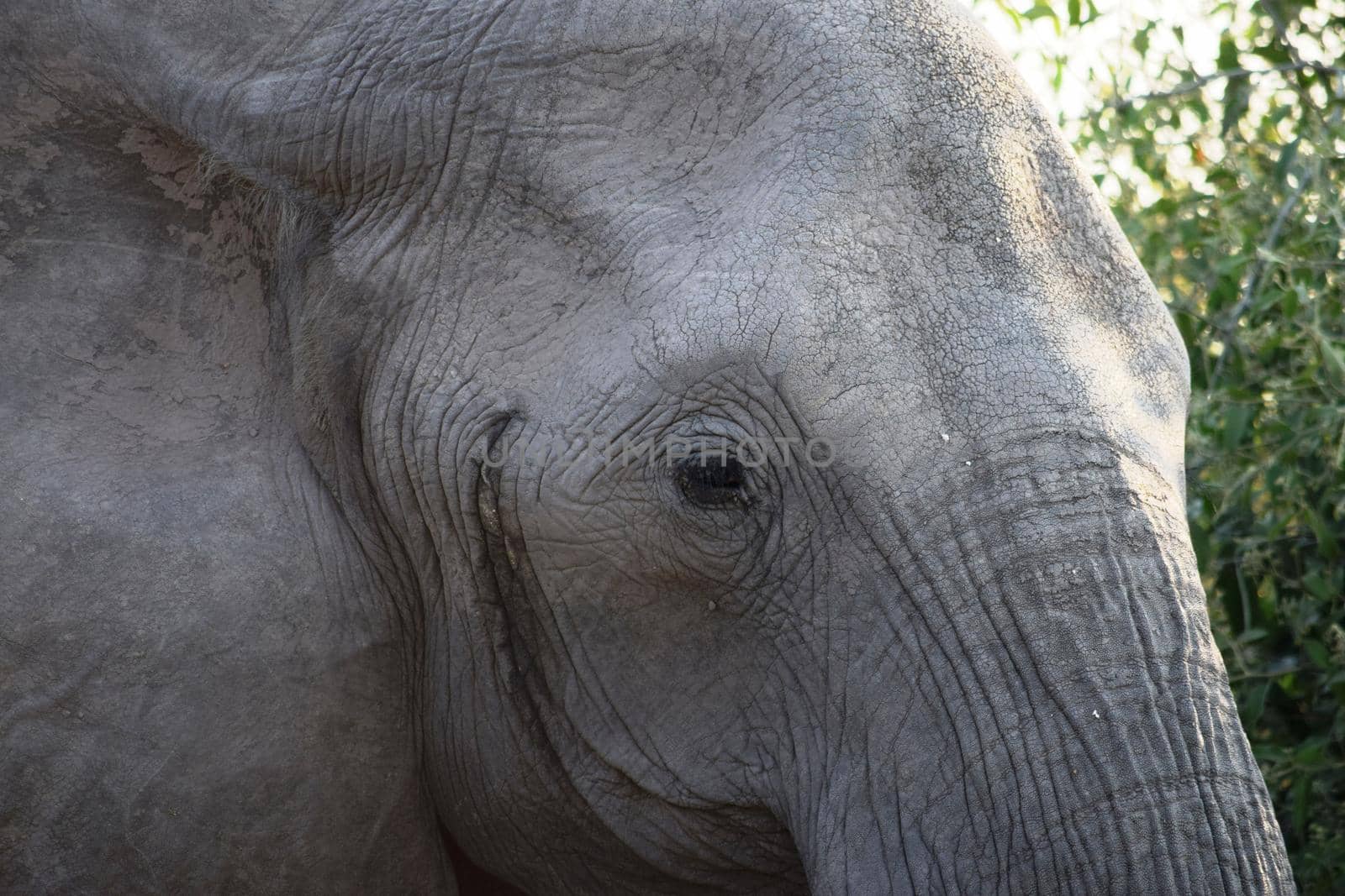 Closeup of the head of a huge elephant in Chobe National Park, Botswana by silentstock639