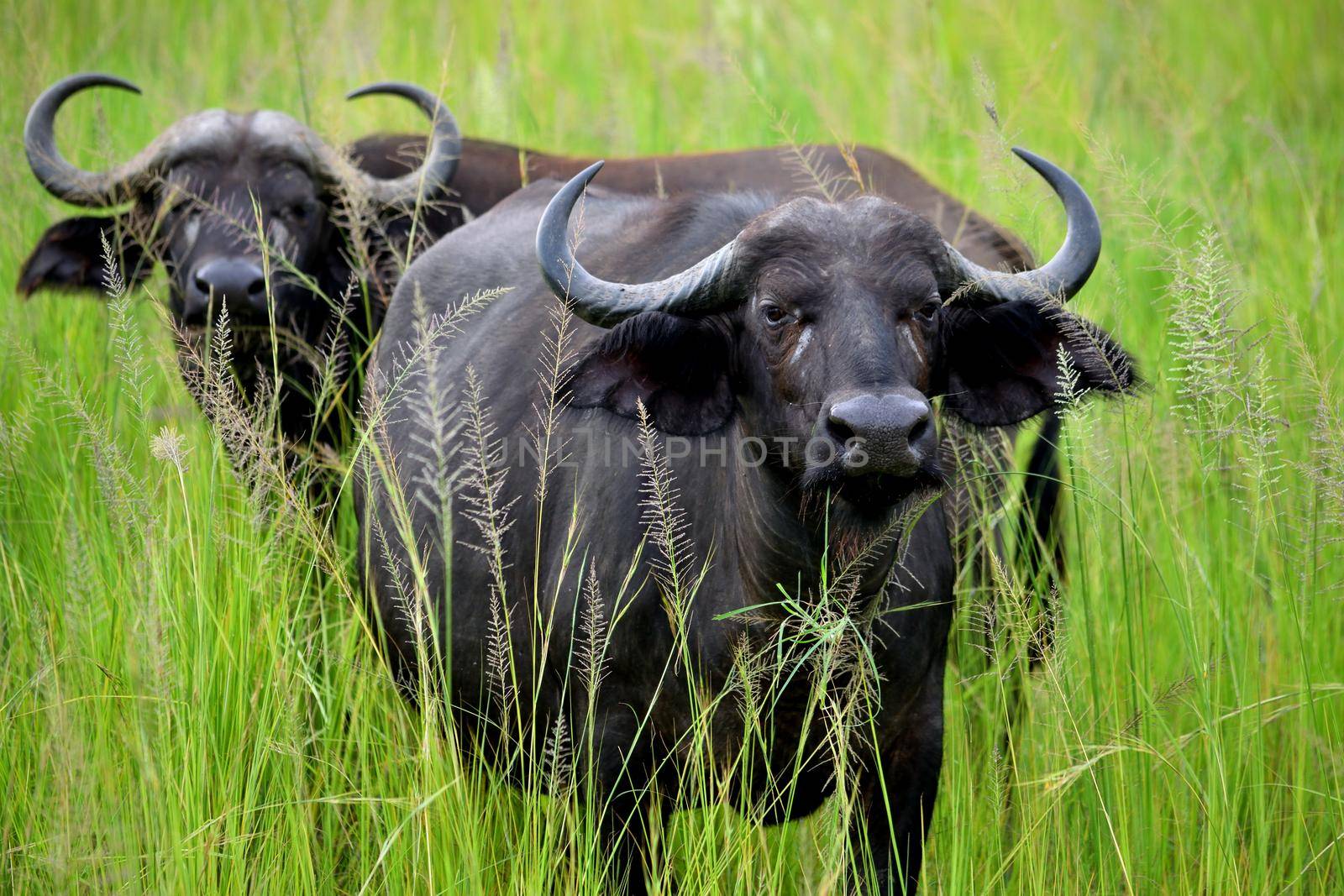 Closeup of two African buffalos grazing in the African savannah by silentstock639