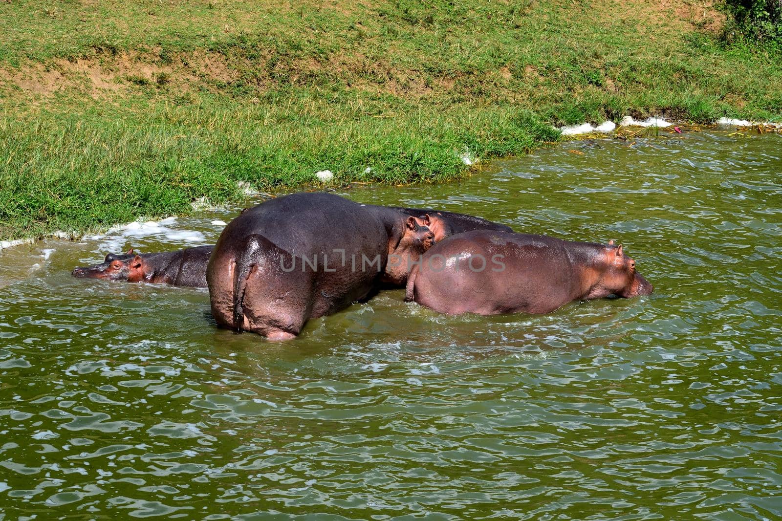 A huge hippopotamus and its cub in the Kazing chanel waters by silentstock639