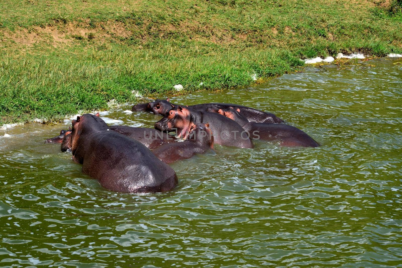 A huge hippopotamus and its cub in the Kazing chanel waters by silentstock639