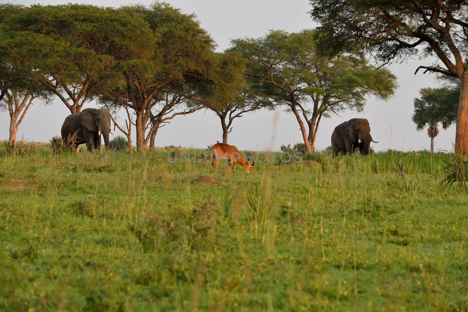 Ugandan antelopes and elephants at sunrise in Queen Elizabeth NP, Uganda. by silentstock639