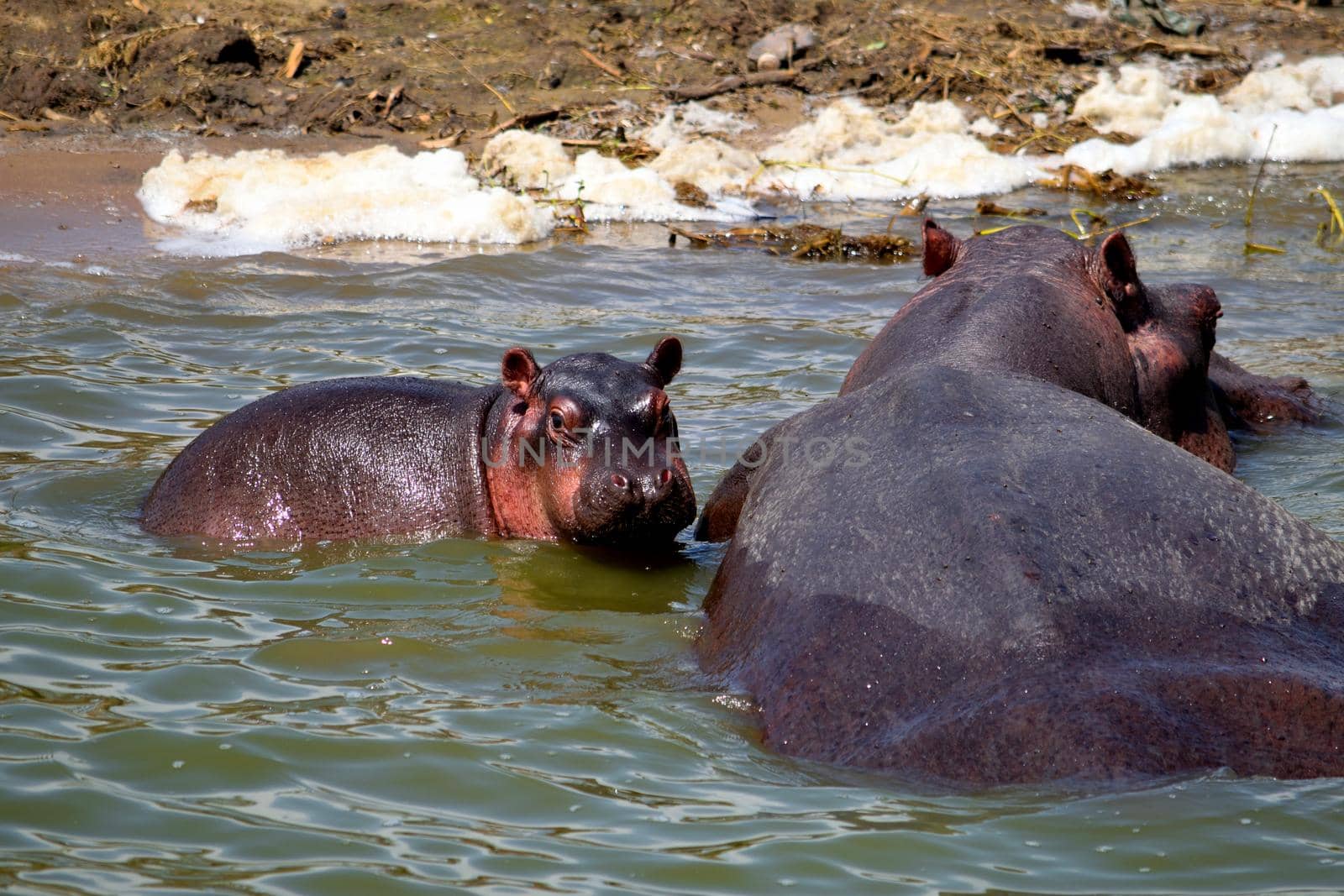 A huge hippopotamus and its cub in the Kazing chanel waters by silentstock639