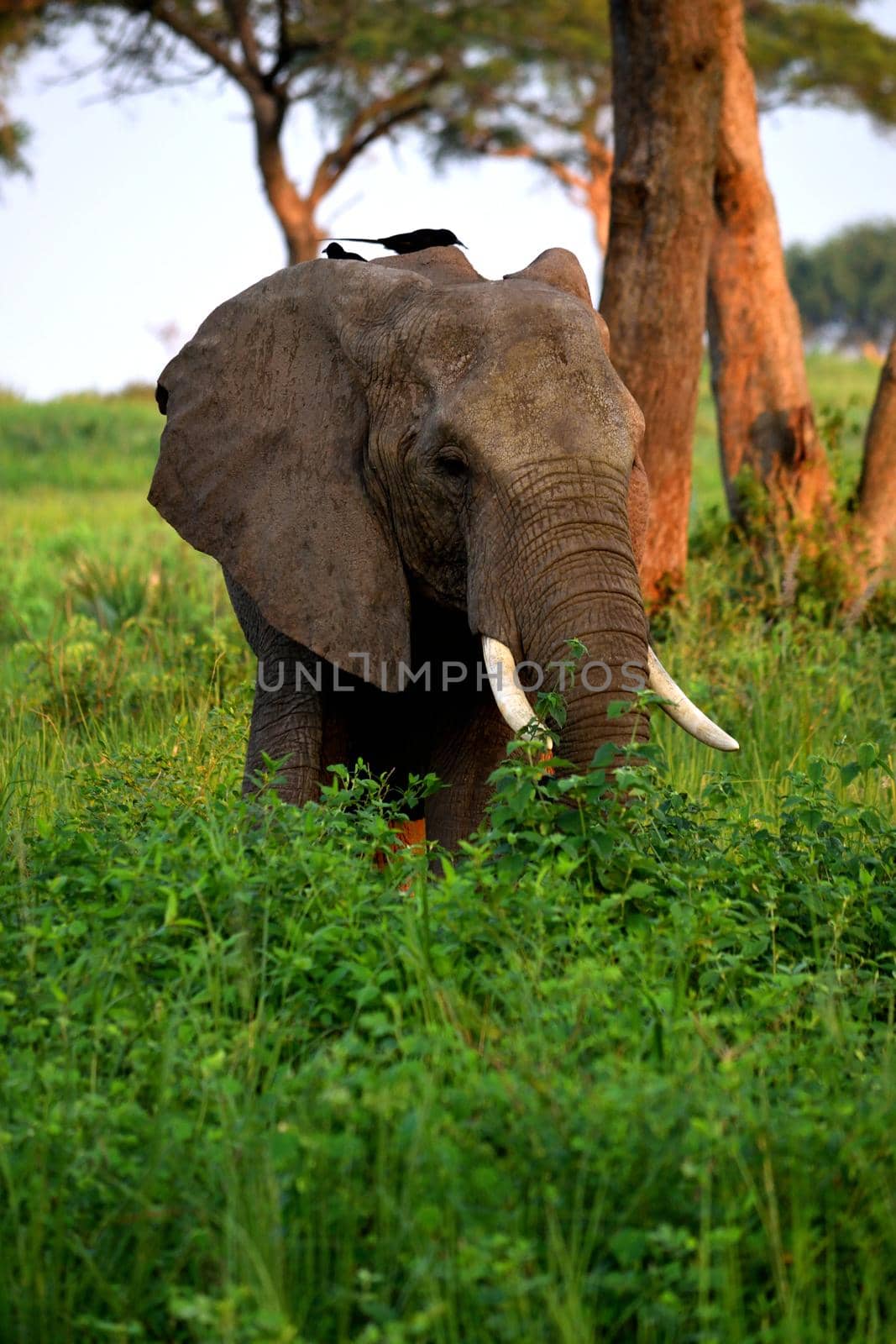 Closeup of the head of a huge elephant in Murchinson Falls National Park by silentstock639