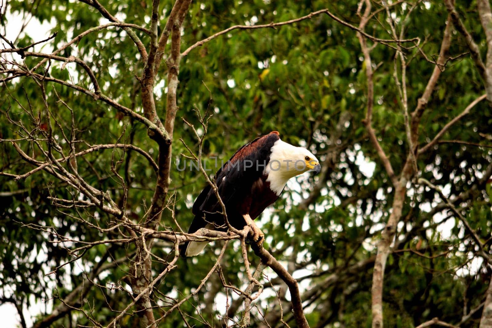 An African fish eagle looking for prey from the top of a tree in the Queen Elizabeth National Park by silentstock639