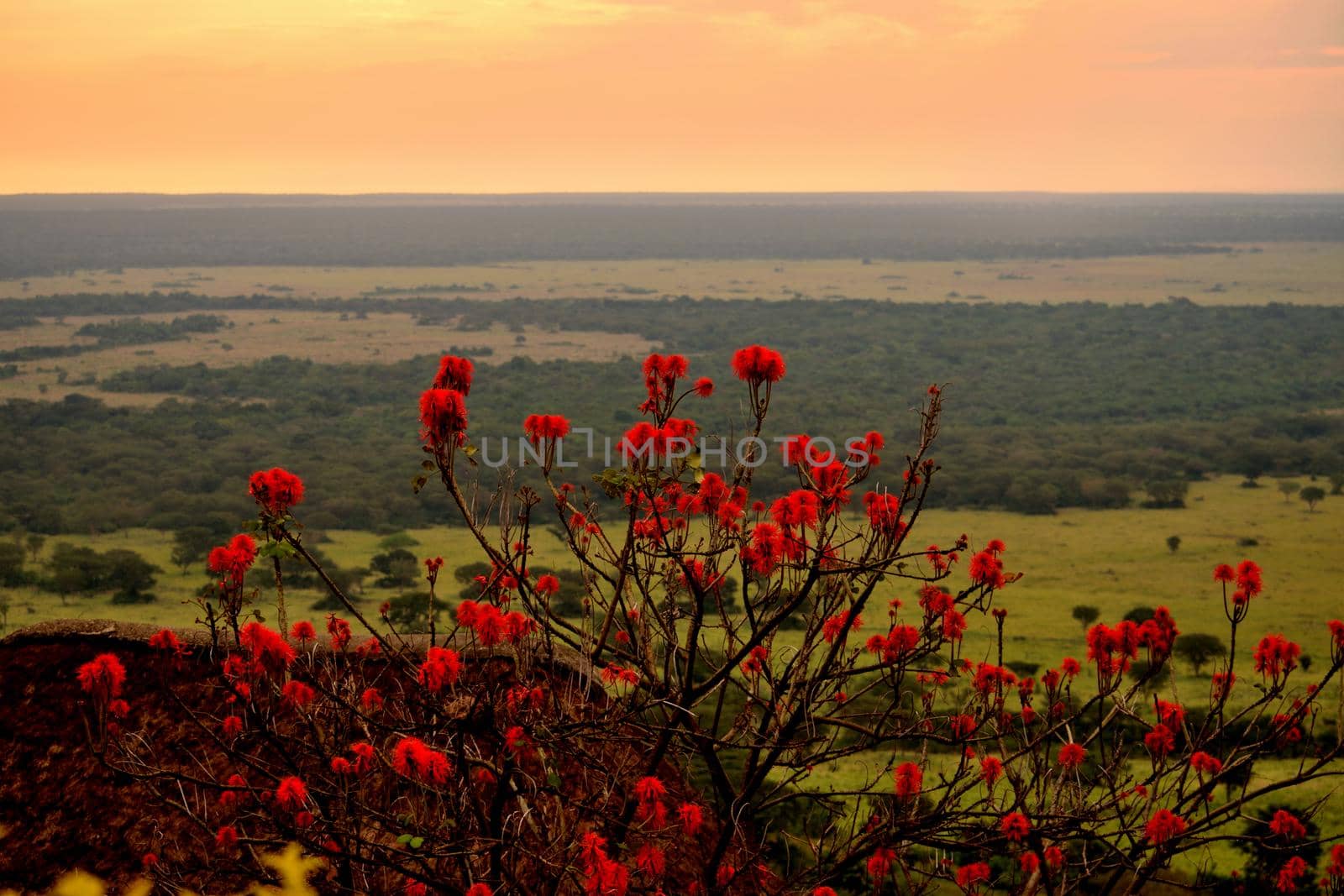 View of Queen Elizabeth National Park and the wonderful savanna by silentstock639