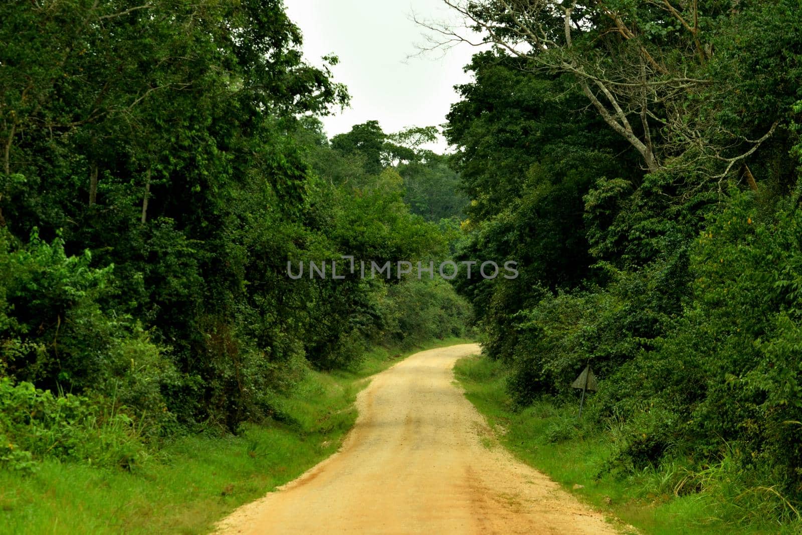 View of Budongo forest and the main street by silentstock639