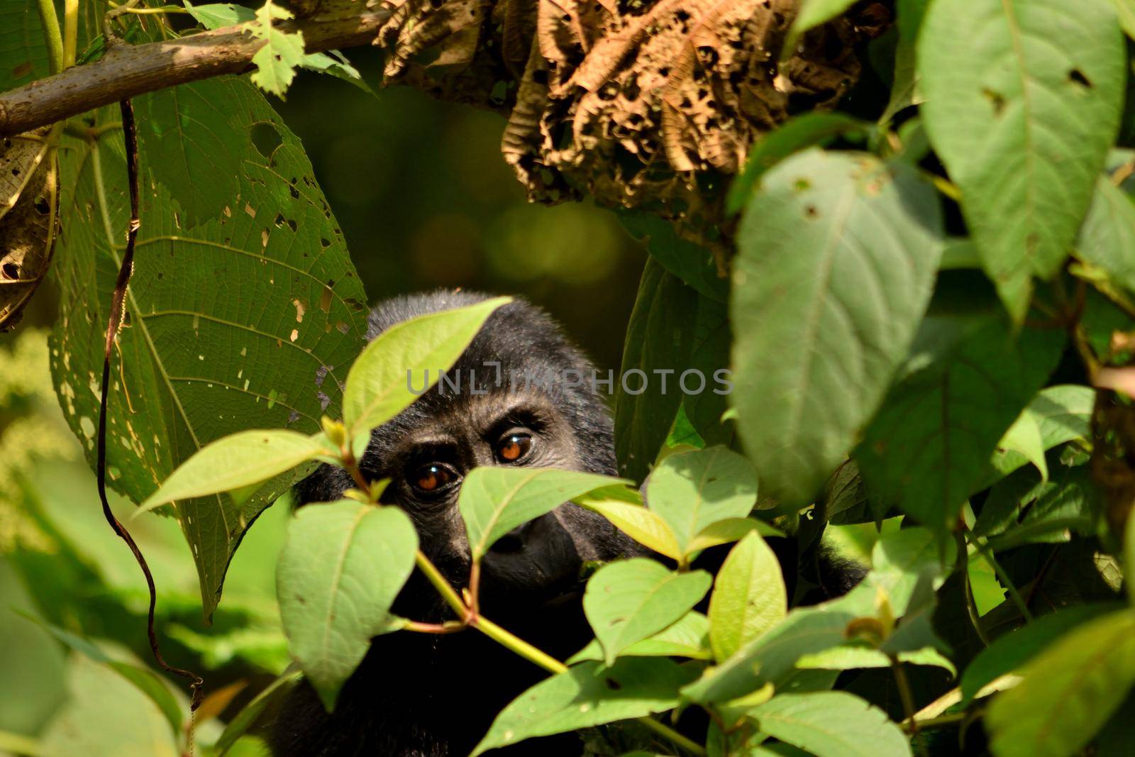 Closeup of a mountain gorilla cub eating foliage in the Bwindi Impenetrable Forest by silentstock639
