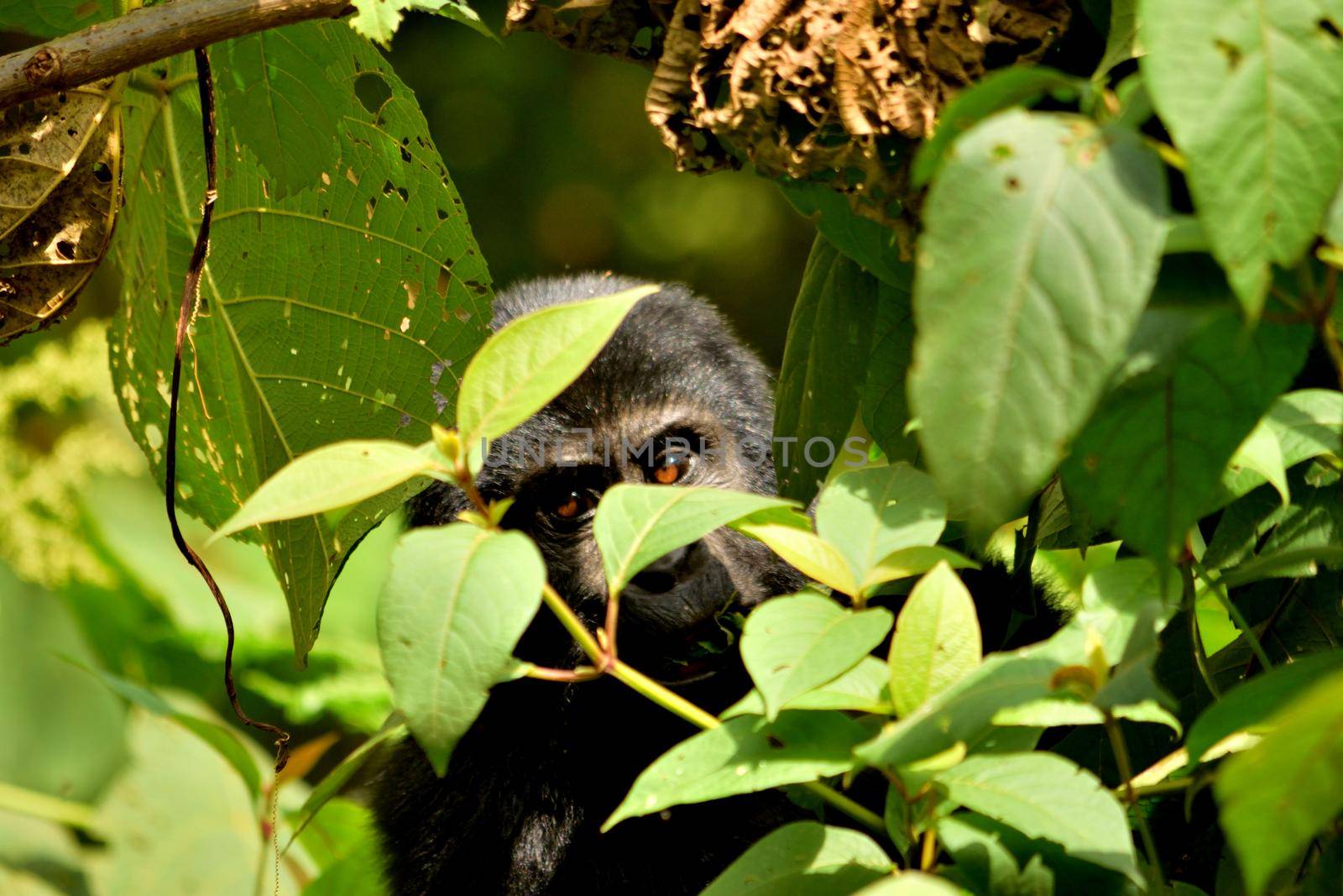 Closeup of a mountain gorilla cub eating foliage in the Bwindi Impenetrable Forest, Uganda