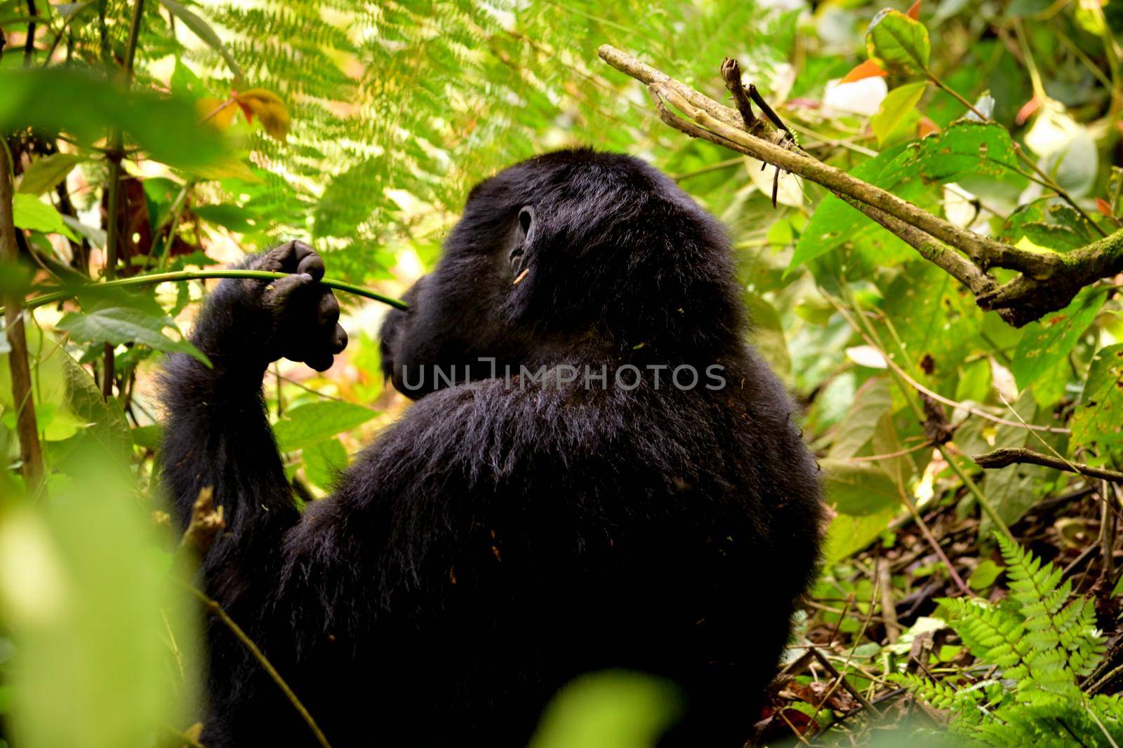 Closeup of a mountain gorilla female eating foliage in the Bwindi Impenetrable Forest by silentstock639