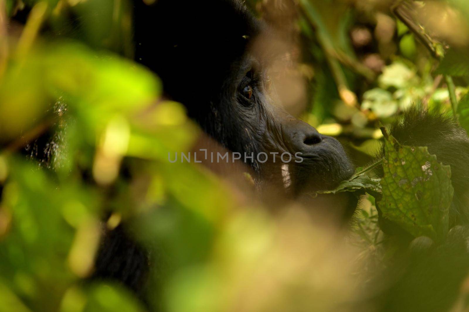 Closeup of a mountain gorilla female eating foliage in the Bwindi Impenetrable Forest, Uganda
