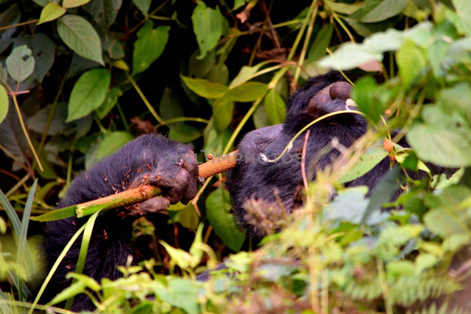 Closeup of a mountain gorilla silverback eating foliage in the Bwindi Impenetrable Forest, Uganda
