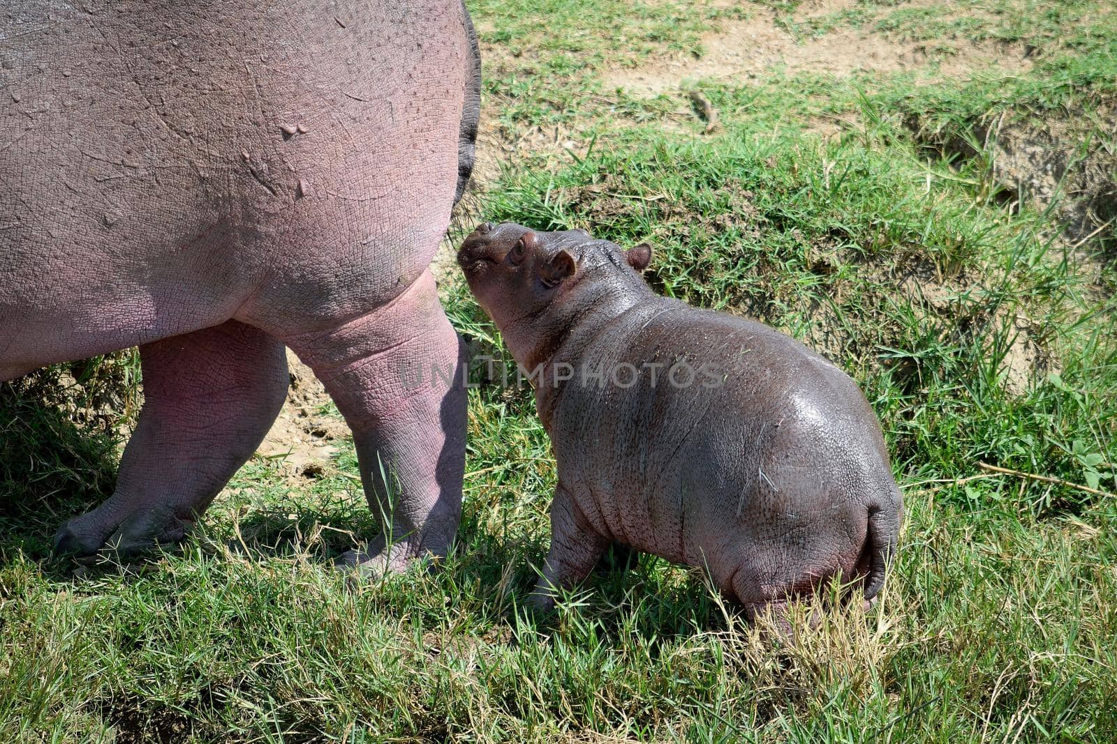Hippopotamus cub with its mother graze on the banks of the Kazinga channel, Uganda.