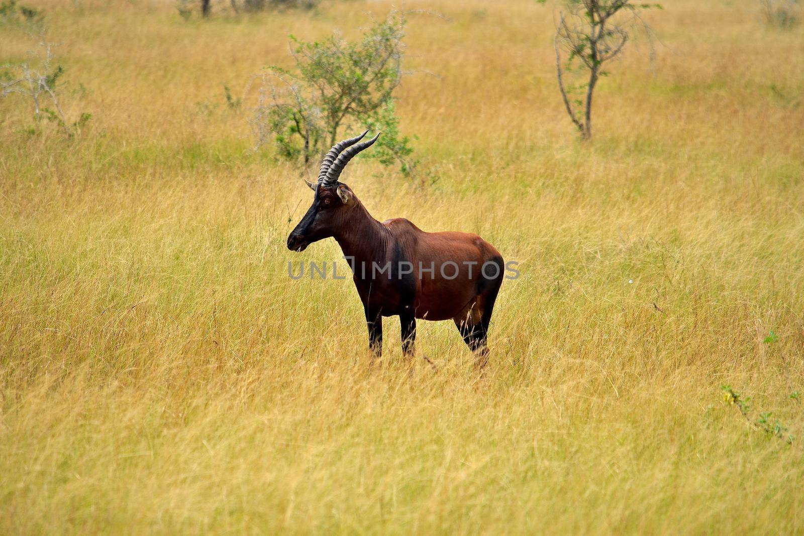 Ugandan Topi antelope in Queen Elizabeth NP, Ishasha, Uganda. by silentstock639