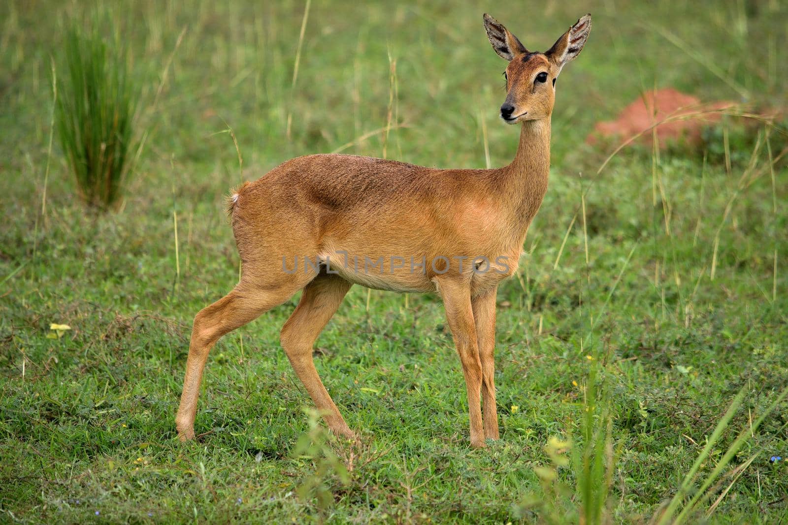 Ugandan antelope looking around in Murchison Falls NP, Uganda. by silentstock639