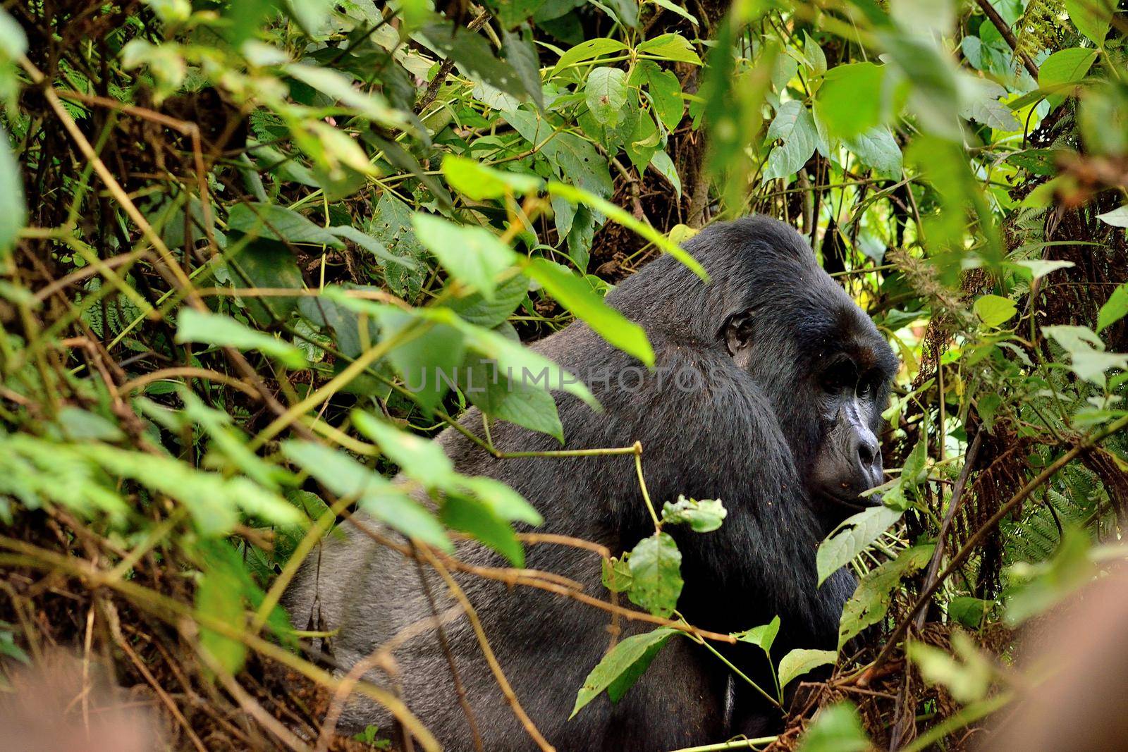 The huge silverback in Bwindi Impenetrable Forest. by silentstock639