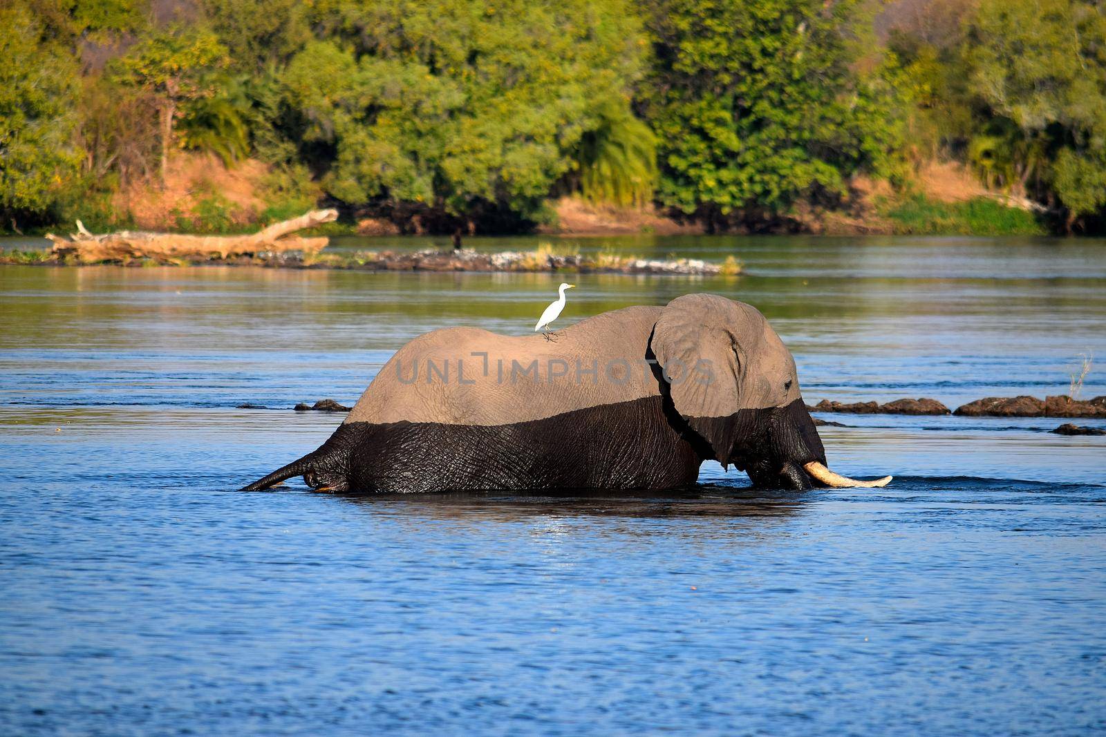 Elephant crosses the Zambezi river with a passenger.