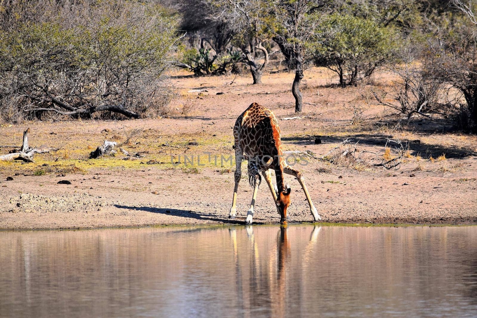 Giraffe drinking water in a puddle in the Kruger National Park, South Africa.
