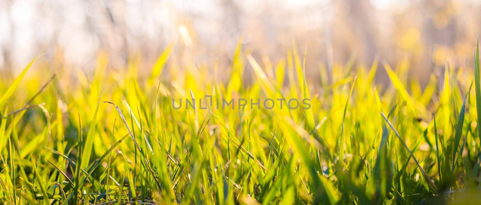Background of young green grass in the evening light. Grass background with place for text. Spring background.