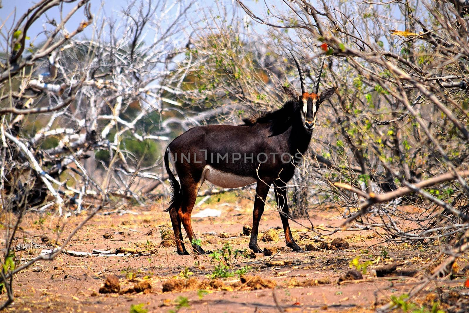 A sable antelope in Chobe National Park by silentstock639