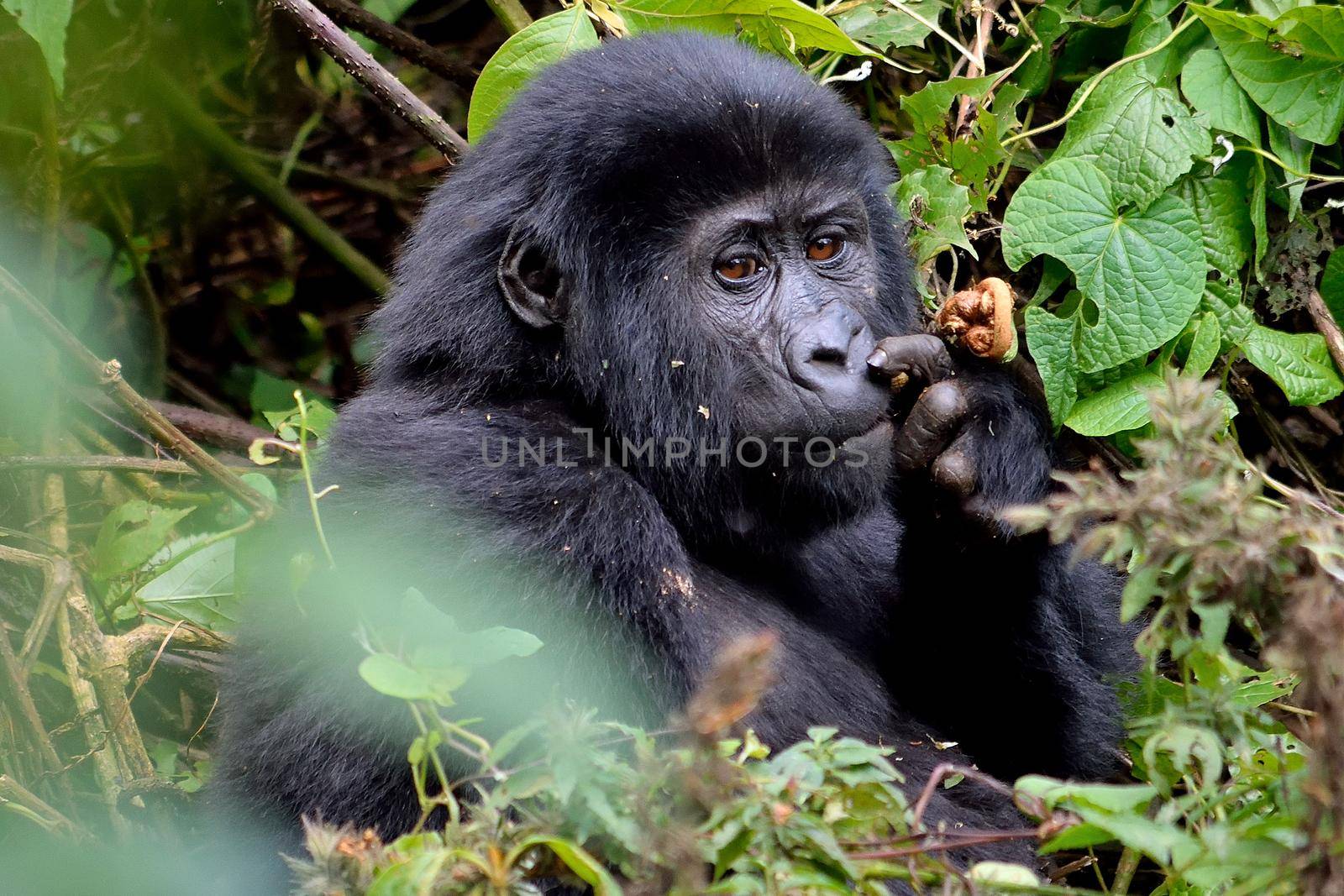 A baby mountain gorilla feeds in Bwindi Impenetrable Forest., Uganda.