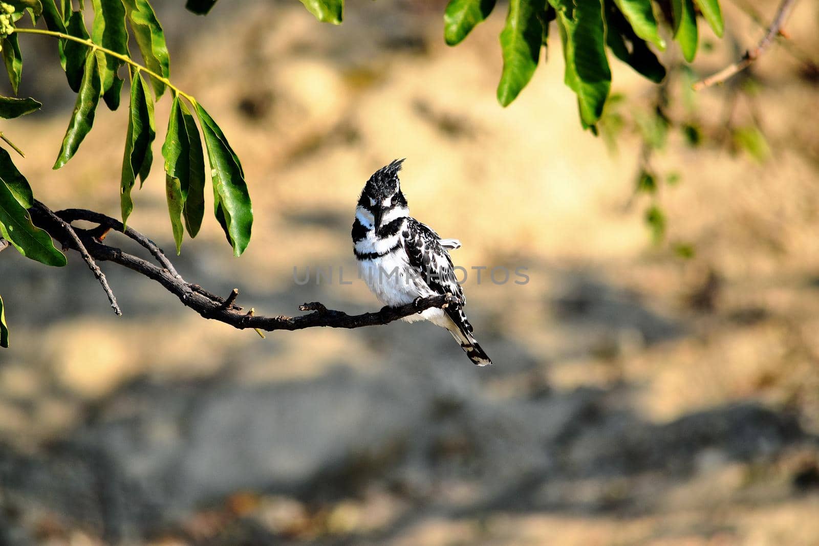 A Pied kingfisher in Chobe National Park by silentstock639
