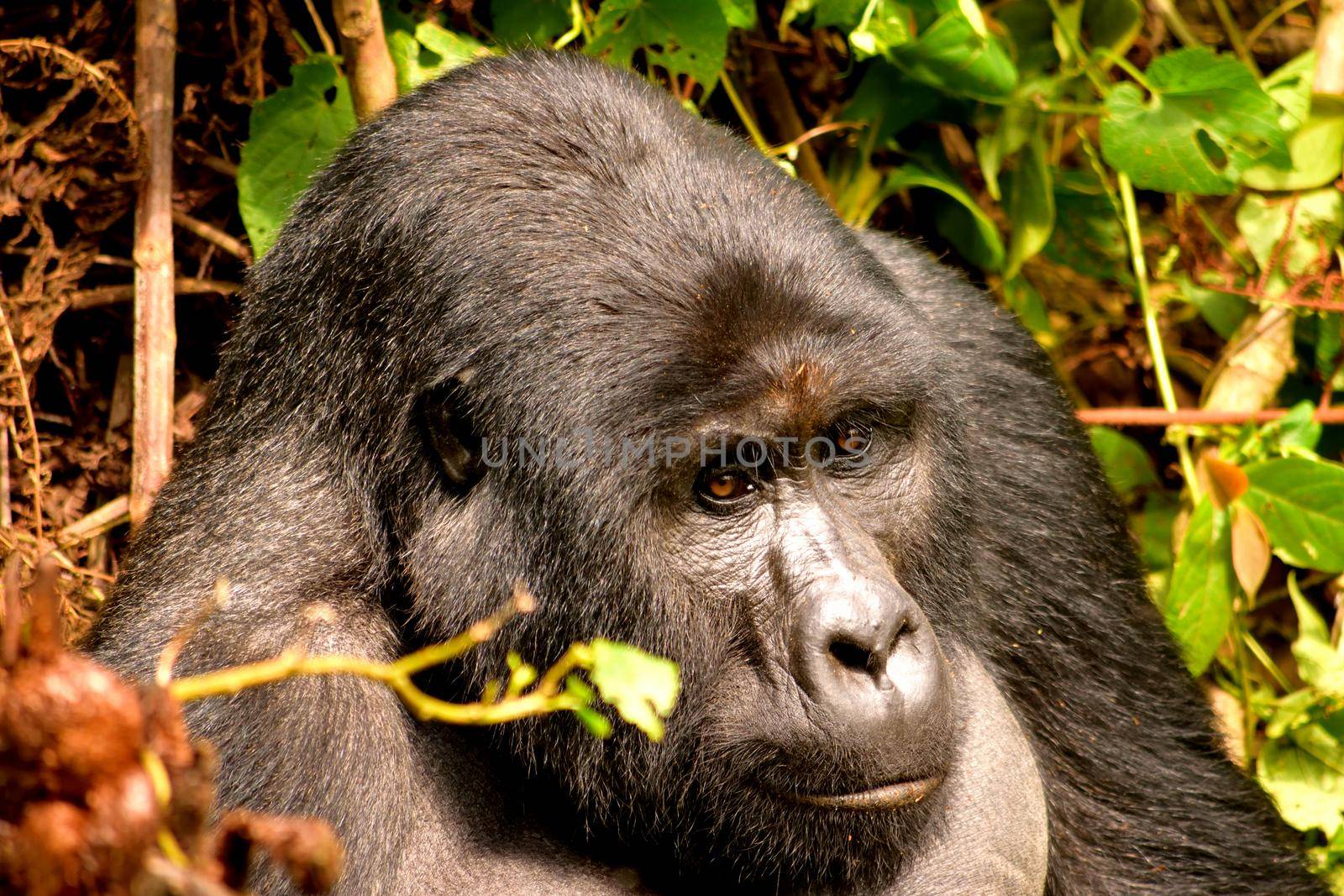 Closeup of a mountain gorilla silverback in the Bwindi Impenetrable Forest by silentstock639